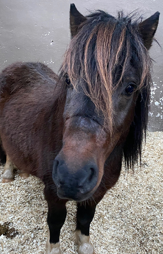 PONY-CLUB